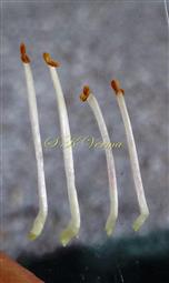  Stamens-Didynamous